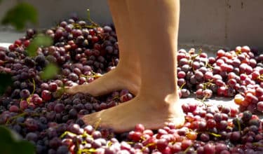 Grape stomping and harvest experience wine & tasting cover