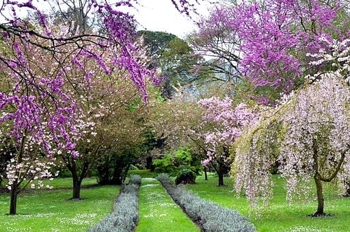 Spring in Ninfa Garden
