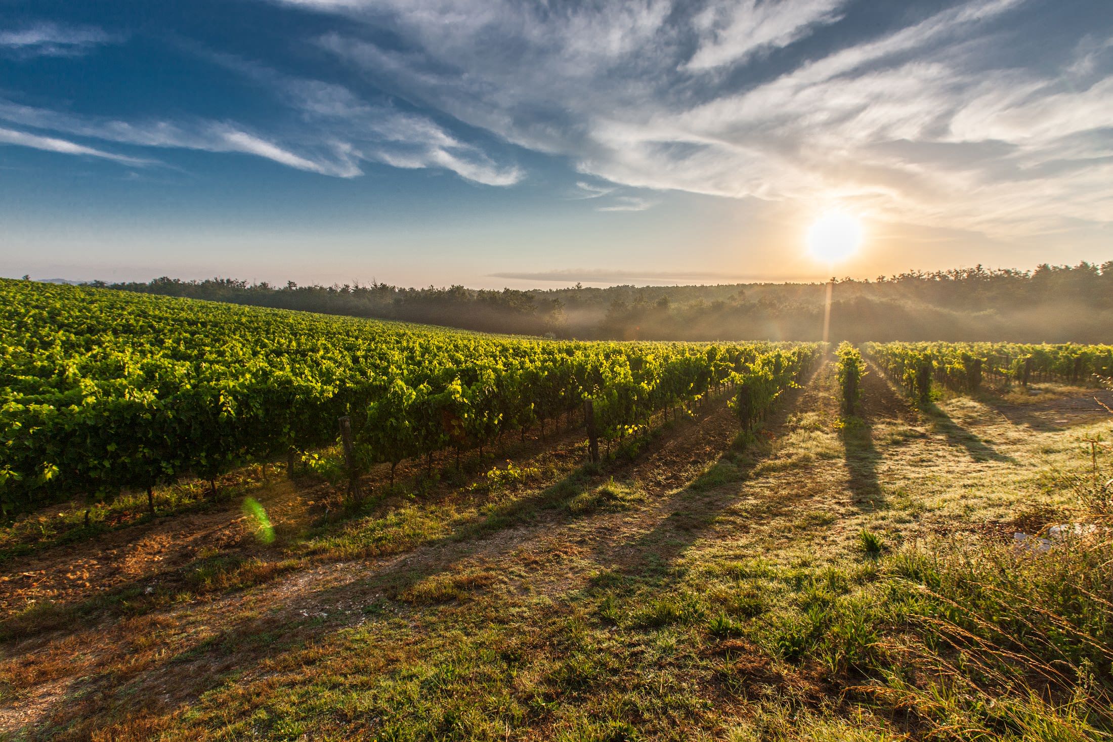 tuscan sun